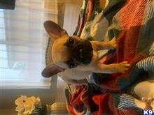 french bulldog puppy posted by Cammeron Richard